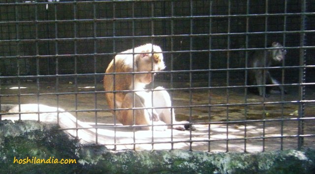 malabon zoo